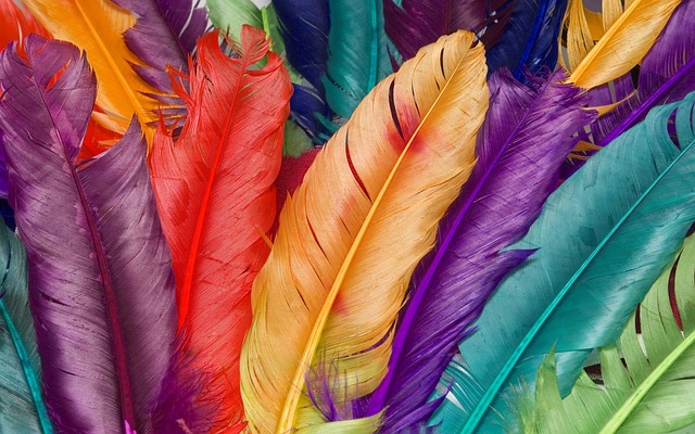 feather-886785_640.jpg