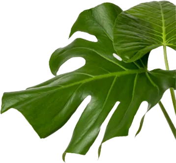 未标题-2.webp